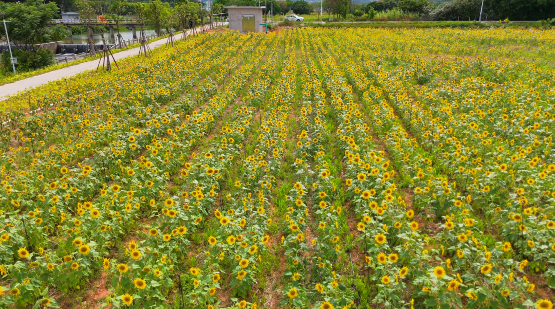 【集美区】隐藏在乡野桃源的免费「向日葵花田」，秒出大片！还有百年古厝群......趁没人知道我先冲了！