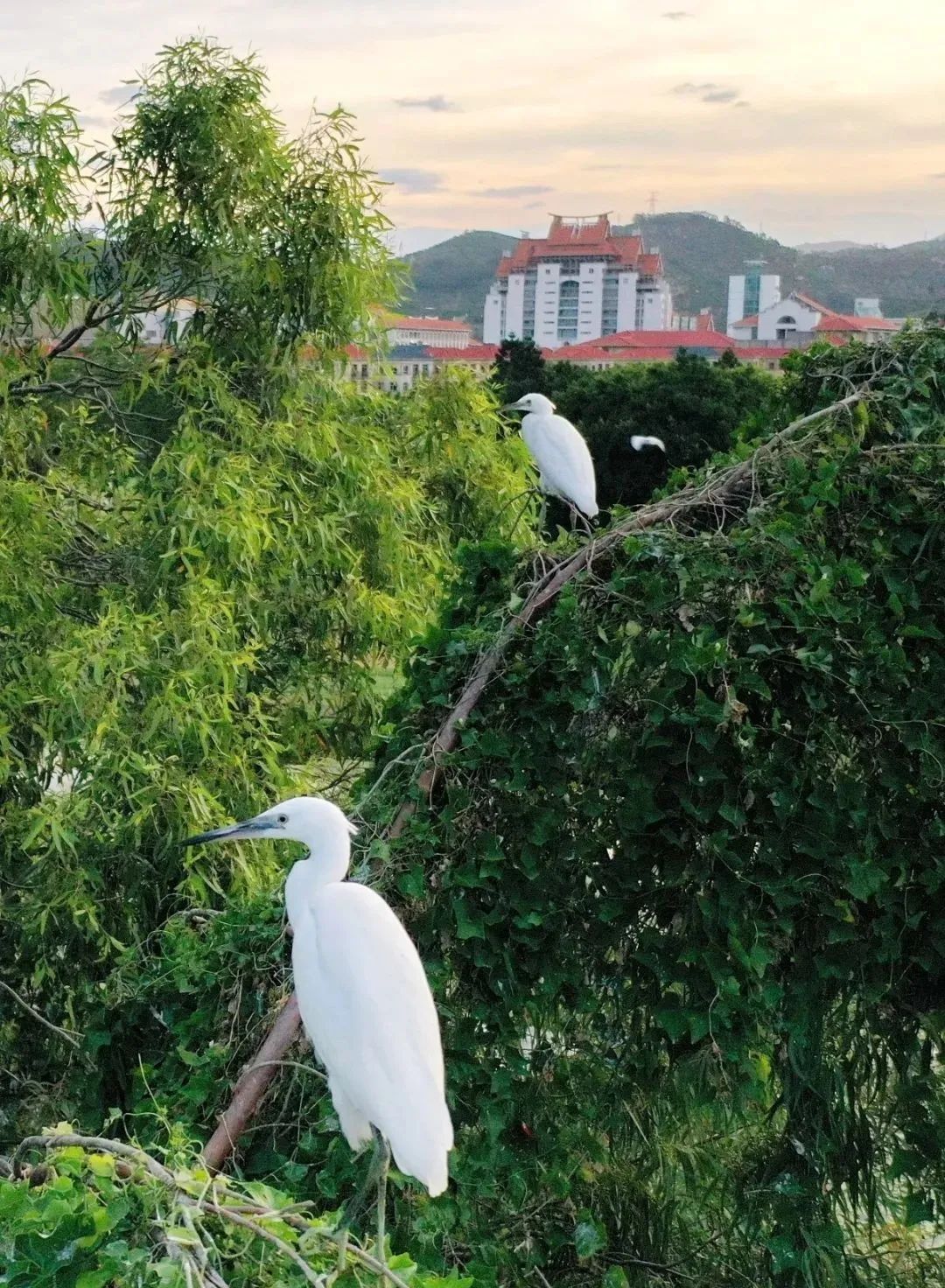 接下来的漳州港，是这样的……