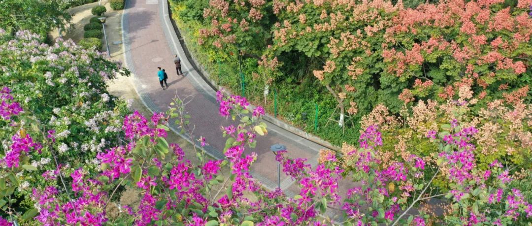 前方高萌！在漳州港邂逅神奇的“它们”