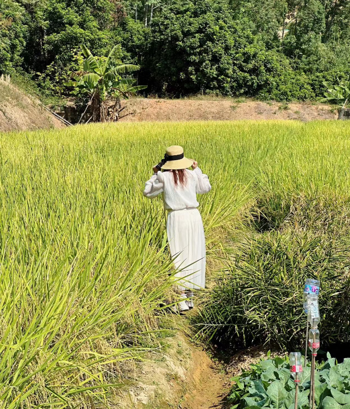 地铁直达！明星同款稻田就在厦门这里，风吹稻浪美如画，快来打卡！