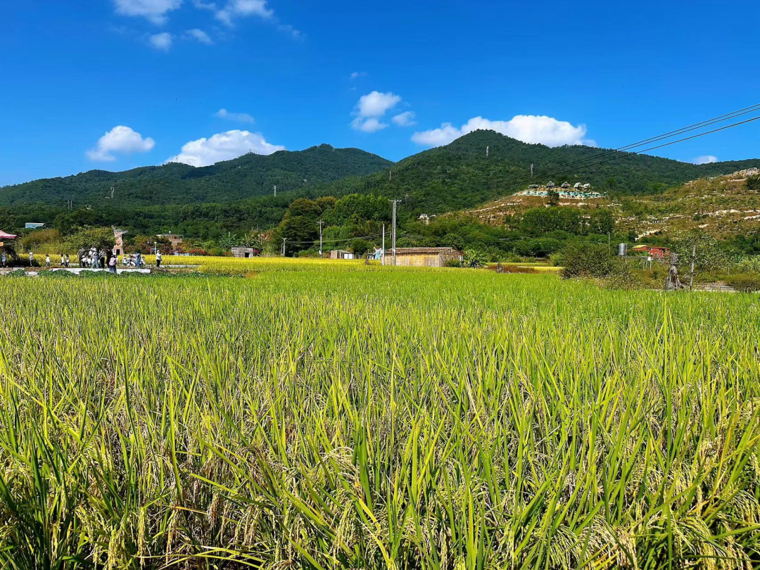 地铁直达！明星同款稻田就在厦门这里，风吹稻浪美如画，快来打卡！