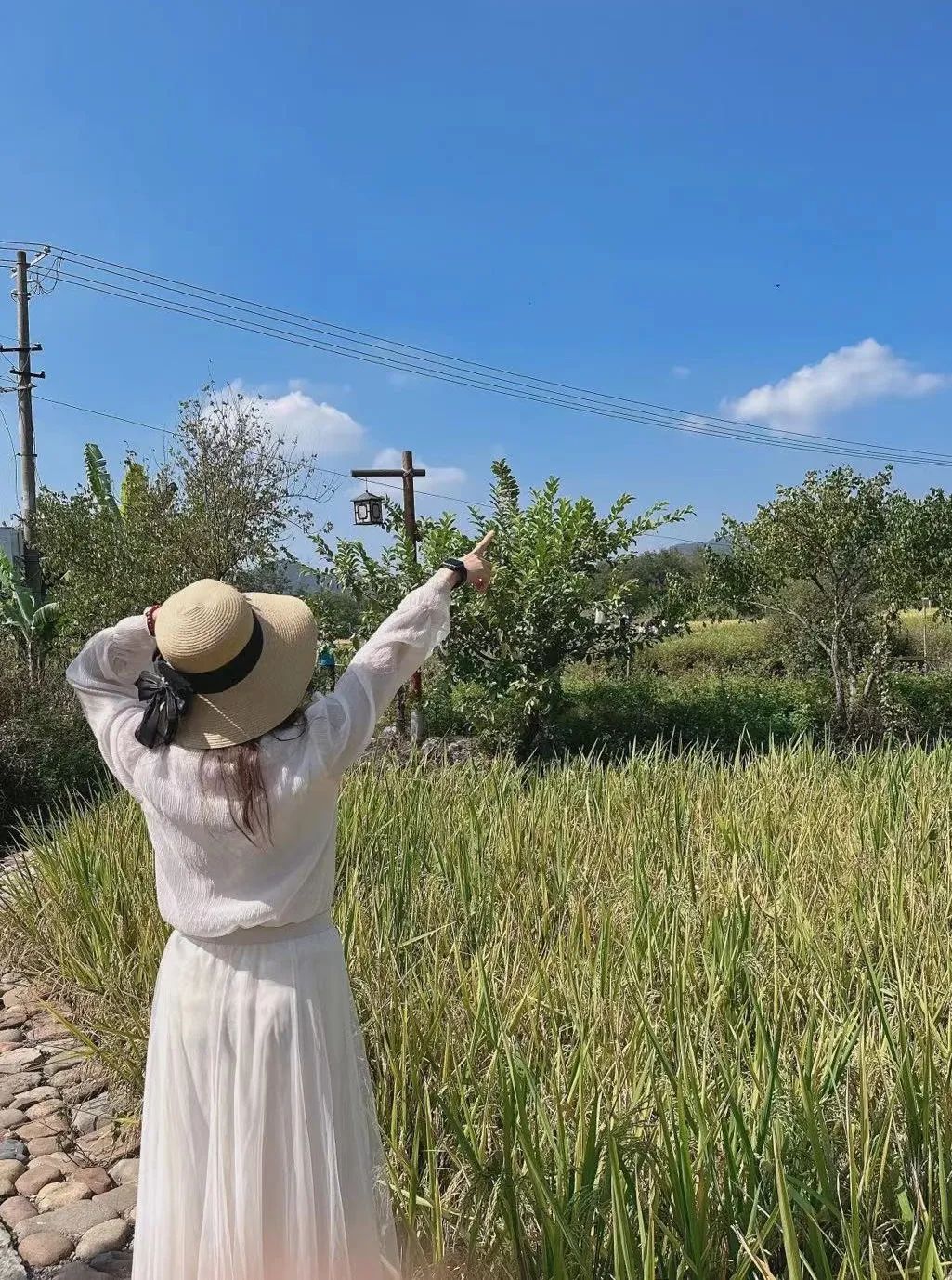 地铁直达！明星同款稻田就在厦门这里，风吹稻浪美如画，快来打卡！